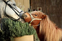 Corfu Horse